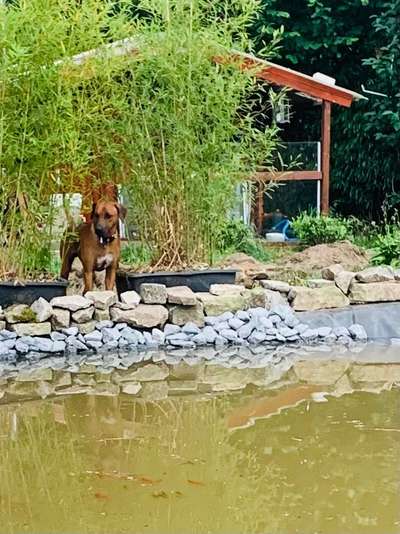 Rhodesian Ridgeback-Beitrag-Bild