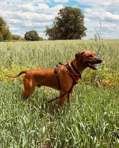 Rhodesian Ridgeback-Beitrag-Bild