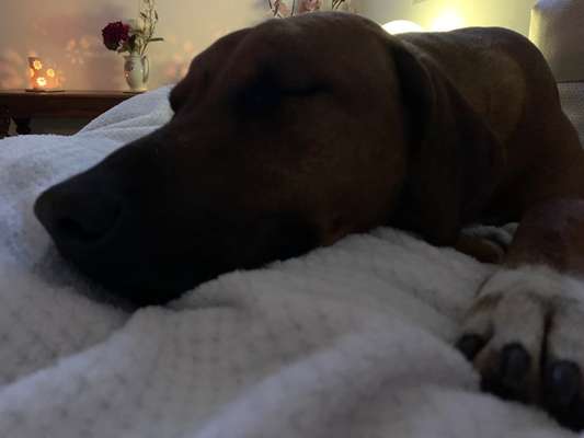Rhodesian Ridgeback-Beitrag-Bild