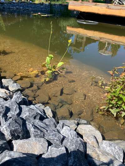 Rhodesian Ridgeback-Beitrag-Bild