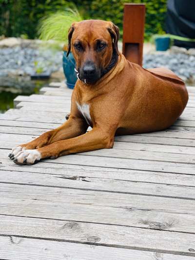 Rhodesian Ridgeback-Beitrag-Bild