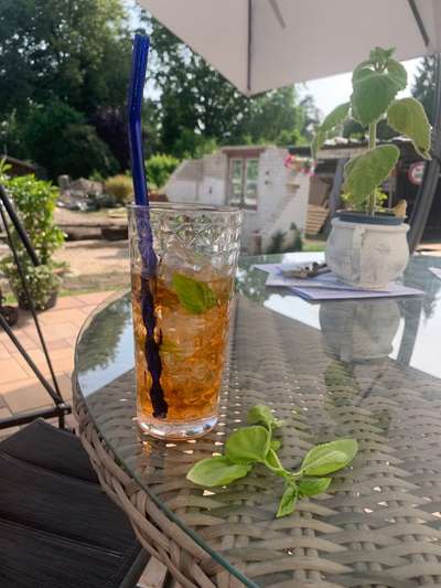 Rhodesian Ridgeback-Beitrag-Bild