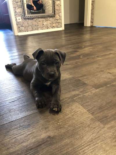 Rhodesian Ridgeback-Beitrag-Bild