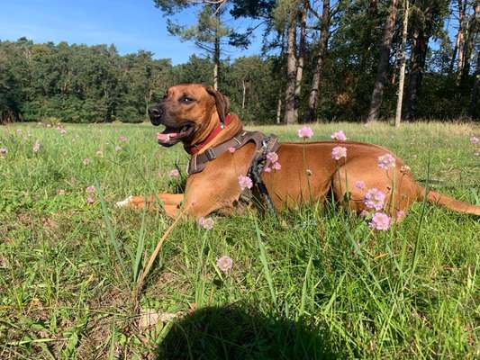 Rhodesian Ridgeback-Beitrag-Bild