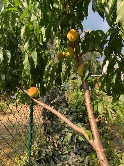 Rhodesian Ridgeback-Beitrag-Bild