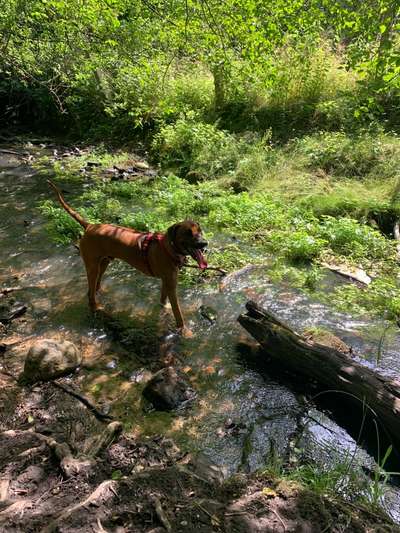 Rhodesian Ridgeback-Beitrag-Bild