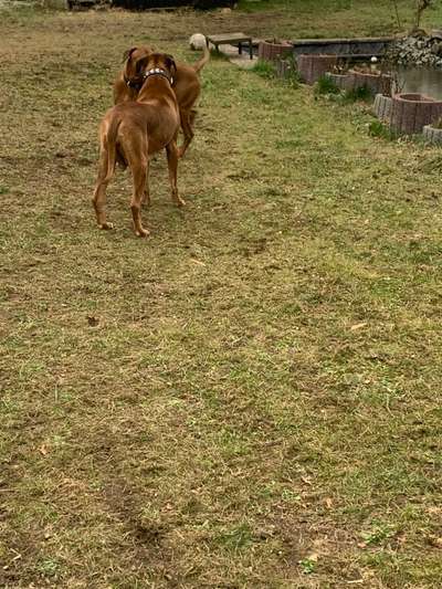Rhodesian Ridgeback-Beitrag-Bild