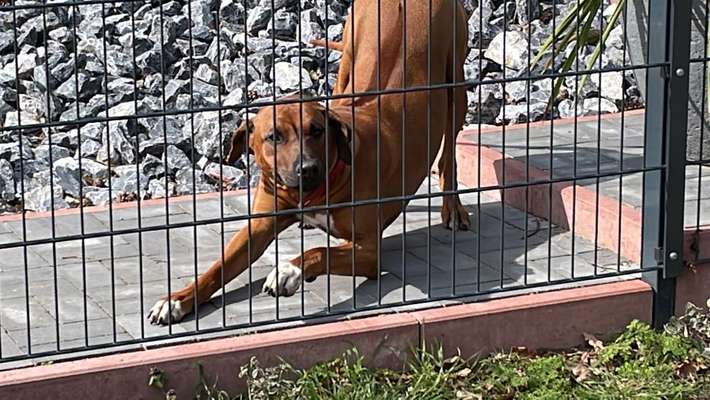 Rhodesian Ridgeback-Beitrag-Bild