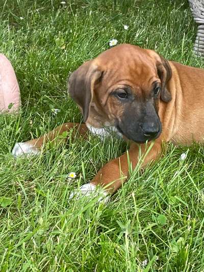 Rhodesian Ridgeback-Beitrag-Bild