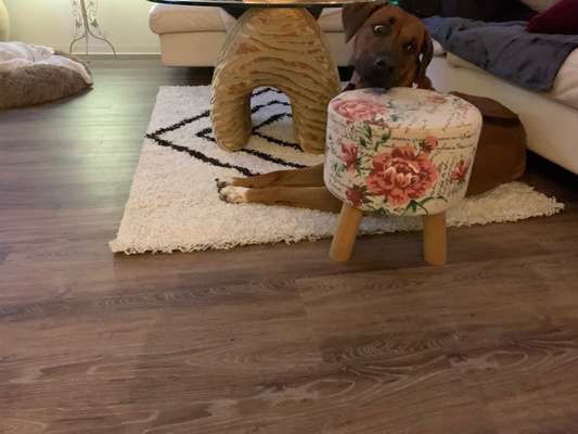 Rhodesian Ridgeback-Beitrag-Bild