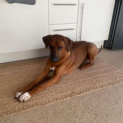 Rhodesian Ridgeback-Beitrag-Bild