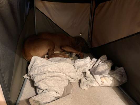 Rhodesian Ridgeback-Beitrag-Bild