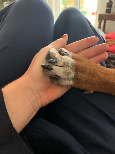 Rhodesian Ridgeback-Beitrag-Bild