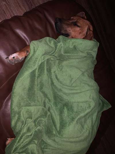 Rhodesian Ridgeback-Beitrag-Bild