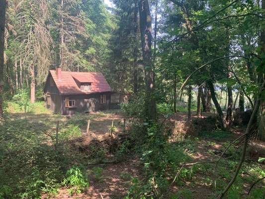 Rhodesian Ridgeback-Beitrag-Bild