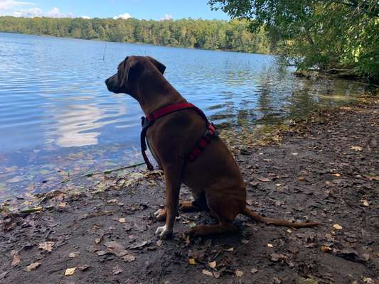 Rhodesian Ridgeback-Beitrag-Bild