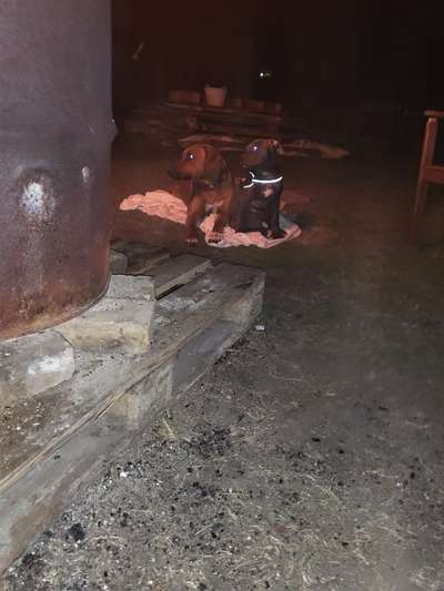 Rhodesian Ridgeback-Beitrag-Bild