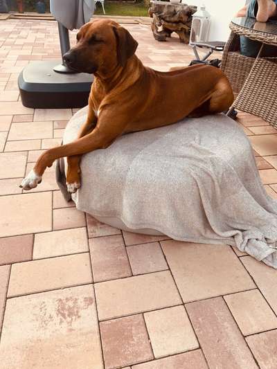 Rhodesian Ridgeback-Beitrag-Bild