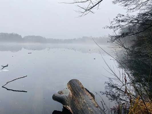 Rhodesian Ridgeback-Beitrag-Bild