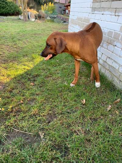 Rhodesian Ridgeback-Beitrag-Bild