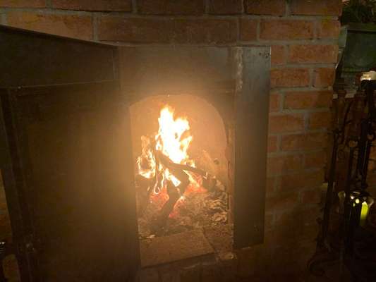 Rhodesian Ridgeback-Beitrag-Bild