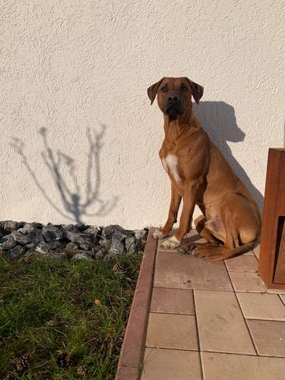 Rhodesian Ridgeback-Beitrag-Bild