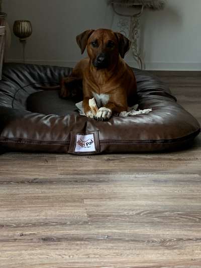 Rhodesian Ridgeback-Beitrag-Bild