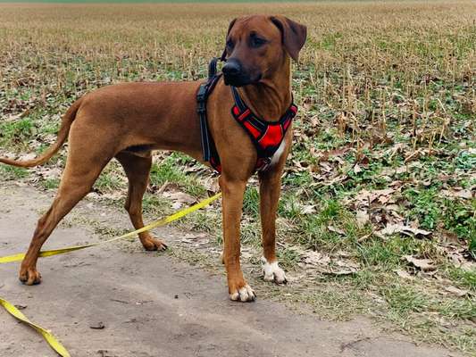 Rhodesian Ridgeback-Beitrag-Bild