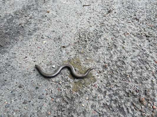 Rhodesian Ridgeback-Beitrag-Bild