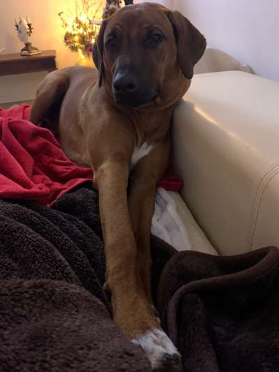 Rhodesian Ridgeback-Beitrag-Bild
