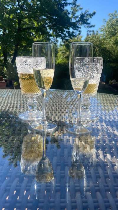 Rhodesian Ridgeback-Beitrag-Bild