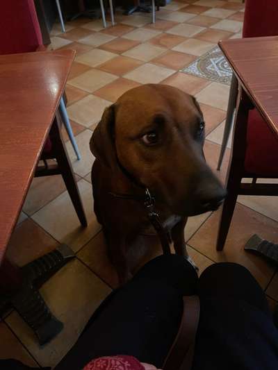 Rhodesian Ridgeback-Beitrag-Bild