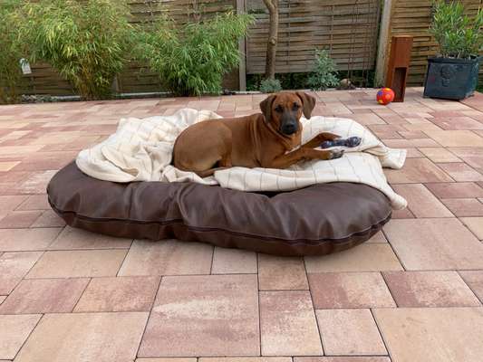 Rhodesian Ridgeback-Beitrag-Bild