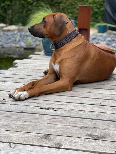 Rhodesian Ridgeback-Beitrag-Bild