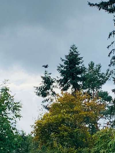 Rhodesian Ridgeback-Beitrag-Bild