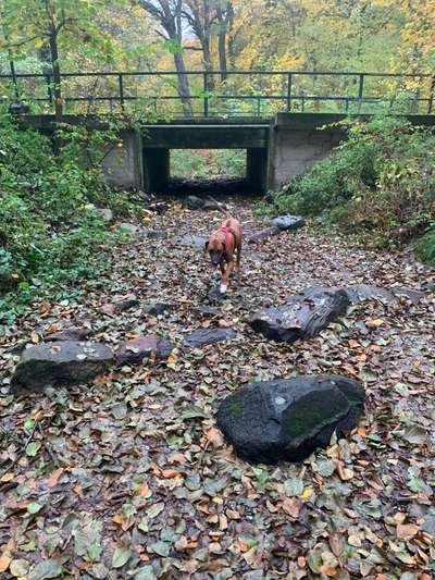 Rhodesian Ridgeback-Beitrag-Bild
