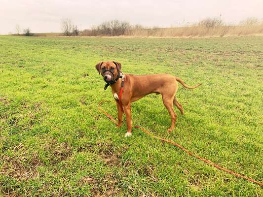 Rhodesian Ridgeback-Beitrag-Bild