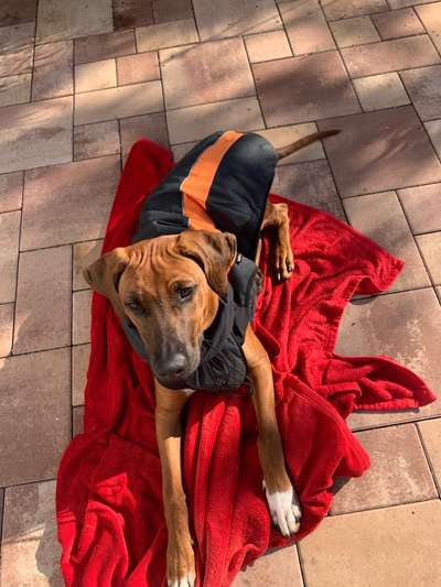 Rhodesian Ridgeback-Beitrag-Bild