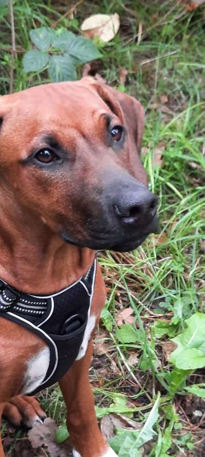 Rhodesian Ridgeback-Beitrag-Bild
