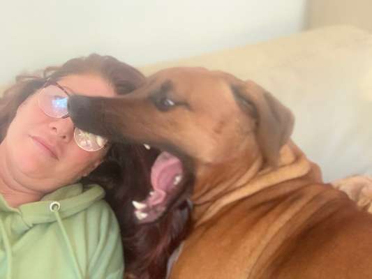 Rhodesian Ridgeback-Beitrag-Bild