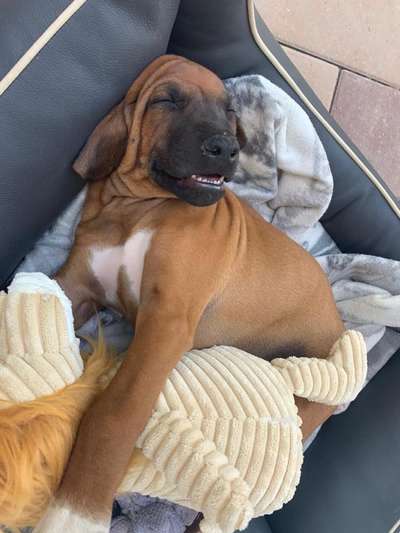 Rhodesian Ridgeback-Beitrag-Bild