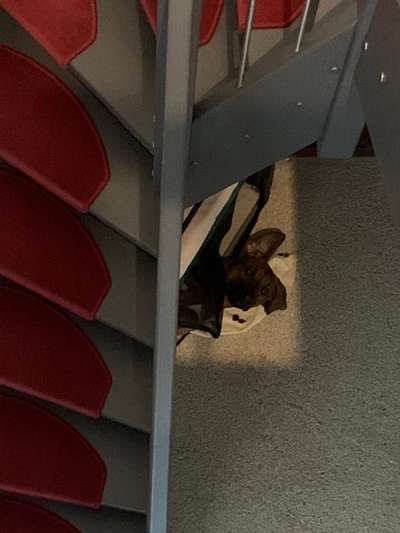 Rhodesian Ridgeback-Beitrag-Bild