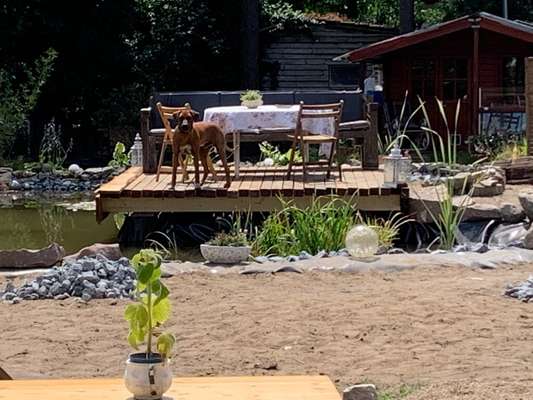 Rhodesian Ridgeback-Beitrag-Bild