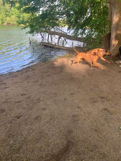 Rhodesian Ridgeback-Beitrag-Bild