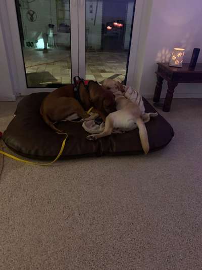 Rhodesian Ridgeback-Beitrag-Bild