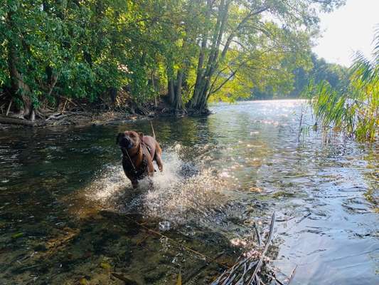Rhodesian Ridgeback-Beitrag-Bild