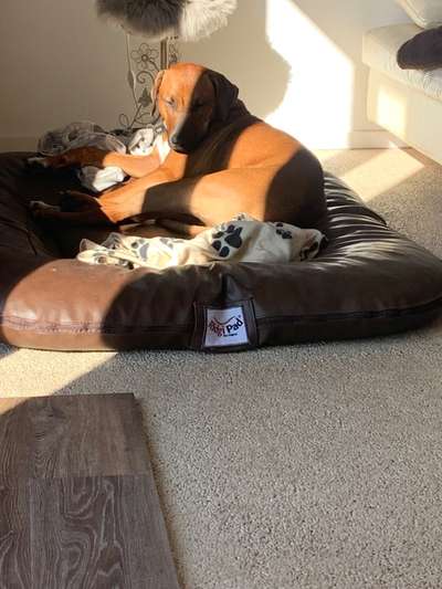 Rhodesian Ridgeback-Beitrag-Bild