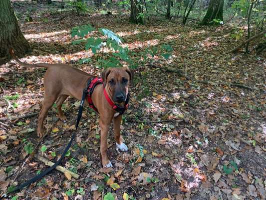 Rhodesian Ridgeback-Beitrag-Bild