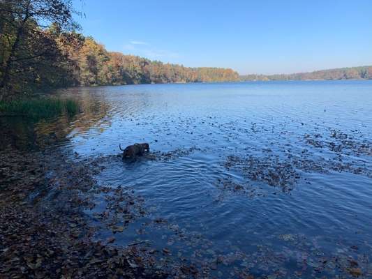 Rhodesian Ridgeback-Beitrag-Bild