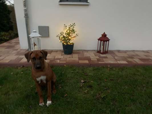 Rhodesian Ridgeback-Beitrag-Bild